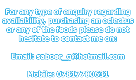 For any type of enquiry regarding availability, purchasing an eclectus or any of the foods please do not hesitate to contact me on:  Email: saboor_g@hotmail.com  Mobile: 07817700631